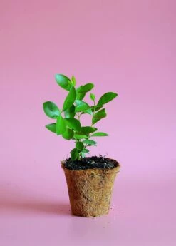 Guava, Strawberry (Psidium Cattleianum) -Garden Supplies Sales 2024 image 4c67b4bb d8b2 4177 be3b 75ebe5035d2f