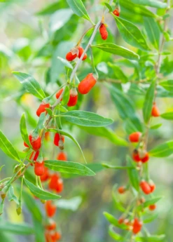 Red Goji Berry (Lycium Barbarum) 5 Red Goji Berry (Lycium Barbarum) -Garden Supplies Sales 2024 image 5b090eb9 c27b 49d7 aaa5 5a885da9965b