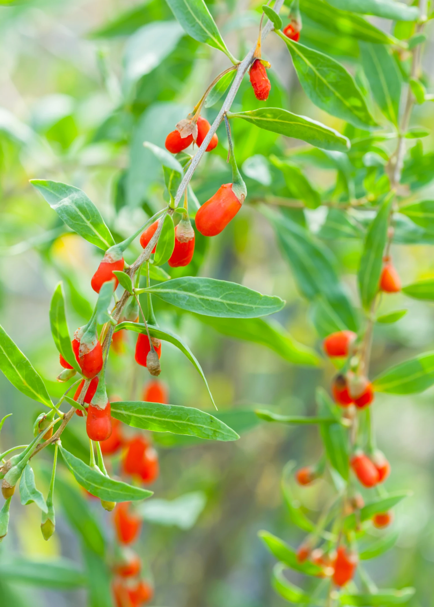 Red Goji Berry (Lycium Barbarum) 3 Red Goji Berry (Lycium Barbarum) - Image 3