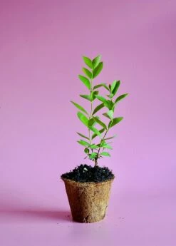 Guava, Lemon (Psidium Littorale) 7 Guava, Lemon (Psidium Littorale) -Garden Supplies Sales 2024 image 5da25745 e4e1 4cb3 929d 4f728a09408b