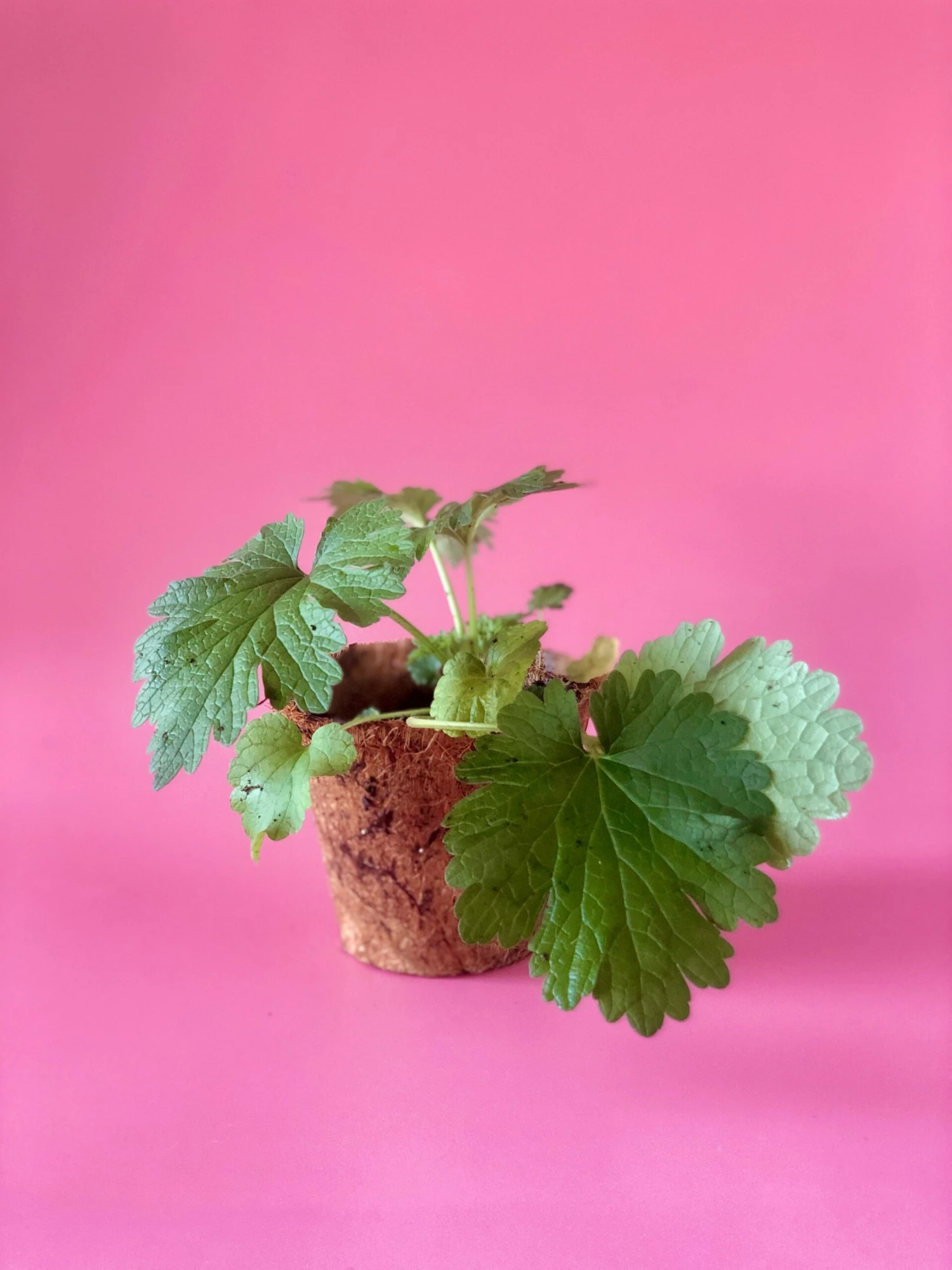 Siberian Motherwort (Leonurus Sibiricus) 4 Siberian Motherwort (Leonurus Sibiricus) - Image 4