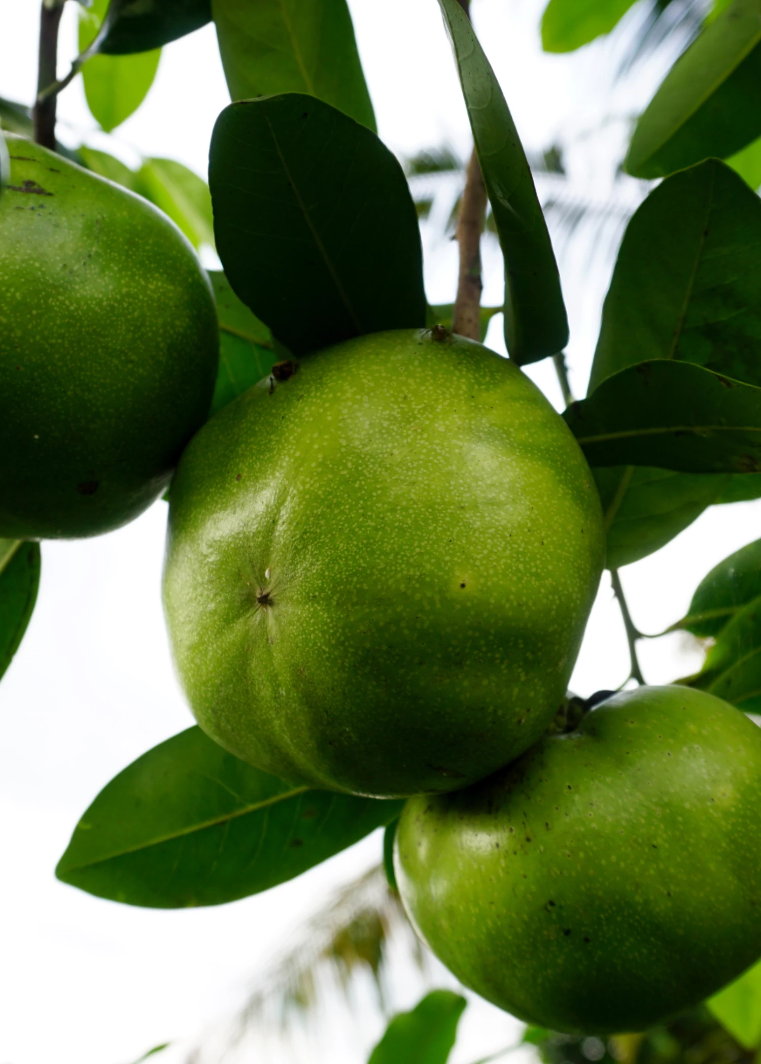 Black Sapote ‘Wilson’ (Diospyros Nigra) 3 Black Sapote ‘Wilson’ (Diospyros Nigra) - Image 3