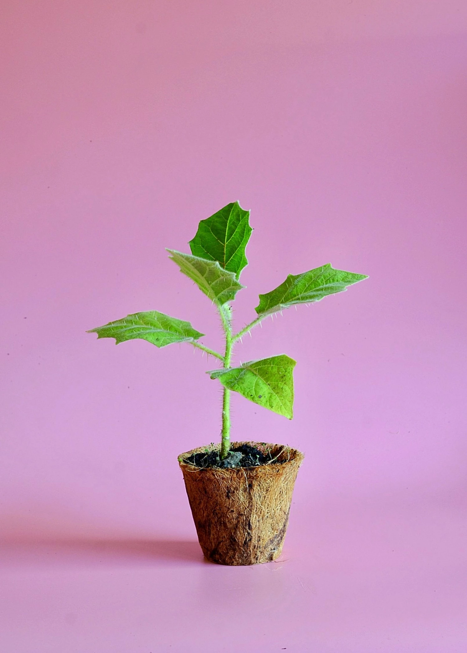 Lulo, Naranjilla (Solanum Quitoense) 2 Lulo, Naranjilla (Solanum Quitoense) - Image 2