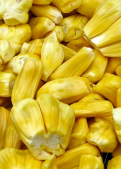 Jackfruit 'Golden Nugget' (Artocarpus Heterophyllus) 5 Jackfruit 'Golden Nugget' (Artocarpus Heterophyllus) -Garden Supplies Sales 2024 jackfruit fruit product f32e97d0 be9c 4b81 a062 813fa336bce3