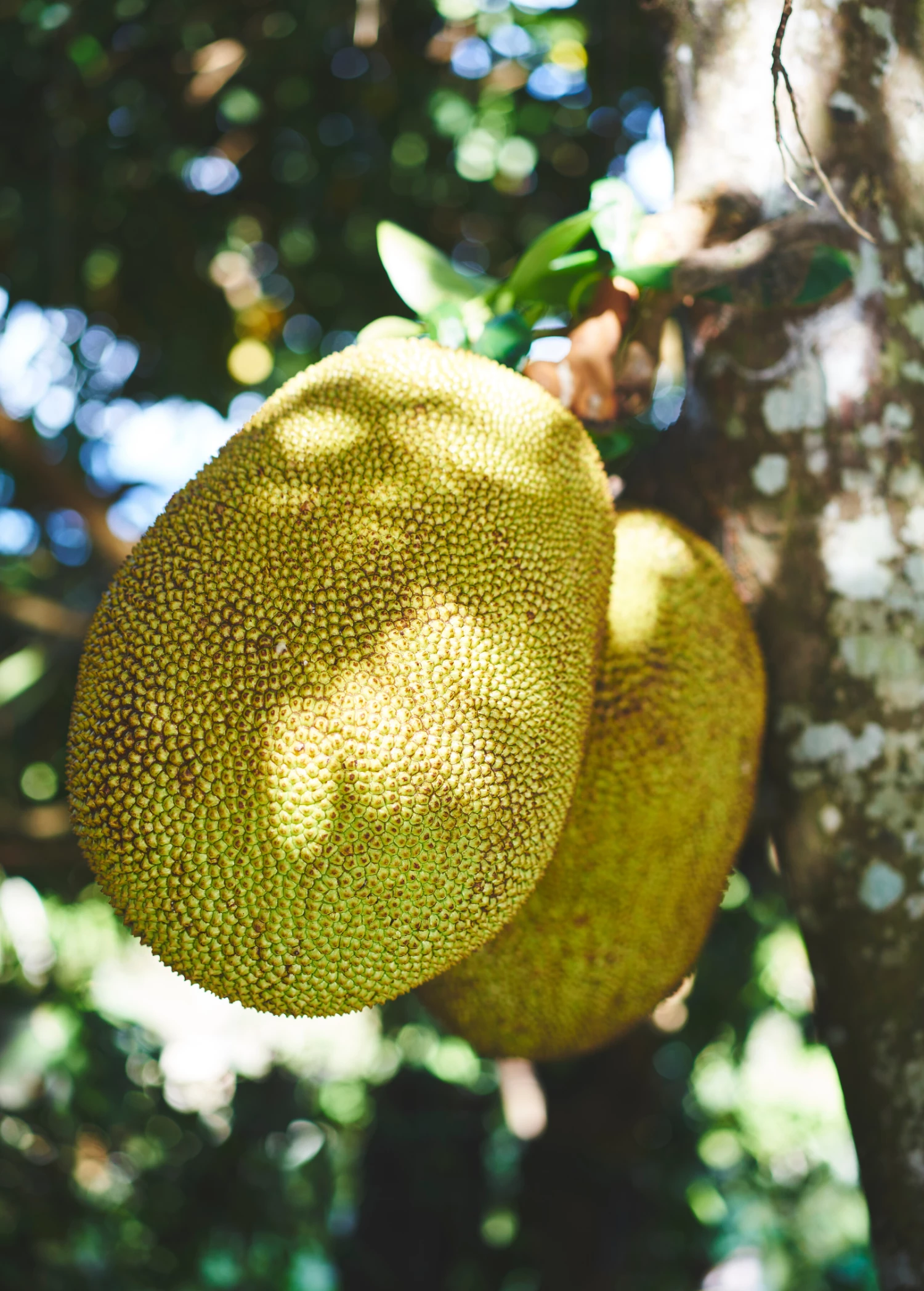 Jackfruit 'Golden Nugget' (Artocarpus Heterophyllus) 2 Jackfruit 'Golden Nugget' (Artocarpus Heterophyllus) - Image 2
