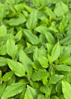 Jerusalem Artichoke (Helianthus Tubersosus) -Garden Supplies Sales 2024 jerusalemartichokePlantSowExotic 1