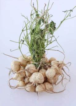 Jicama (Pachyrhizus Erosus) -Garden Supplies Sales 2024 jicama plant for sale sow exotic
