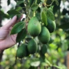 Avocado 'Joey' (Persea Americana)