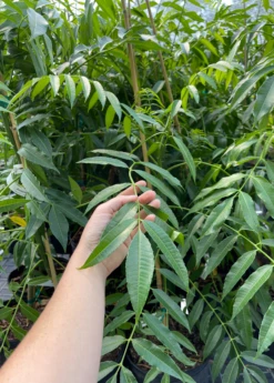 June Plum (Spondias Dulcis) -Garden Supplies Sales 2024 juneplumsowexotic