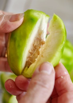 June Plum (Spondias Dulcis) -Garden Supplies Sales 2024 juneplymsowexotic 2