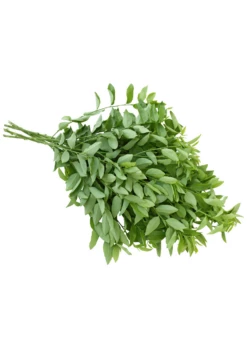 Katuk (Sauropus Androgynus) -Garden Supplies Sales 2024 katuk leaves