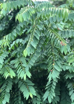 Katuk (Sauropus Androgynus) -Garden Supplies Sales 2024 katukculinaryherbmedicinalherbsowexotic