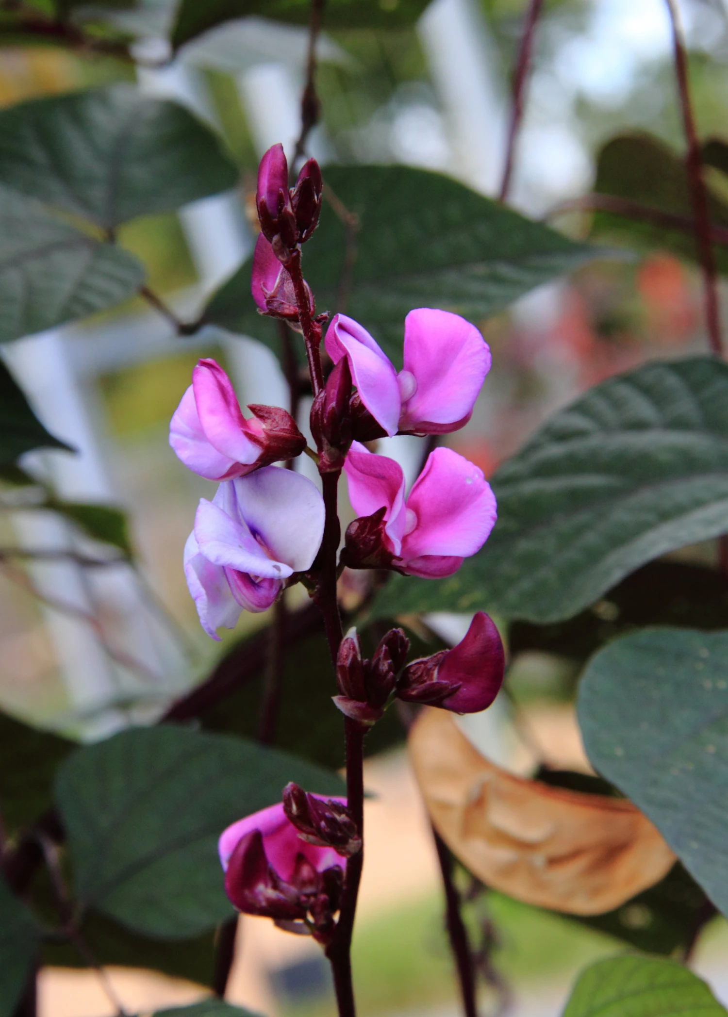Lablab Bean (Lablab Purpureus) 2 Lablab Bean (Lablab Purpureus) - Image 2