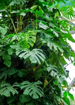 Monstera Deliciosa, Swiss Cheese Plant 13 Monstera Deliciosa, Swiss Cheese Plant -Garden Supplies Sales 2024 large monstera vine plant