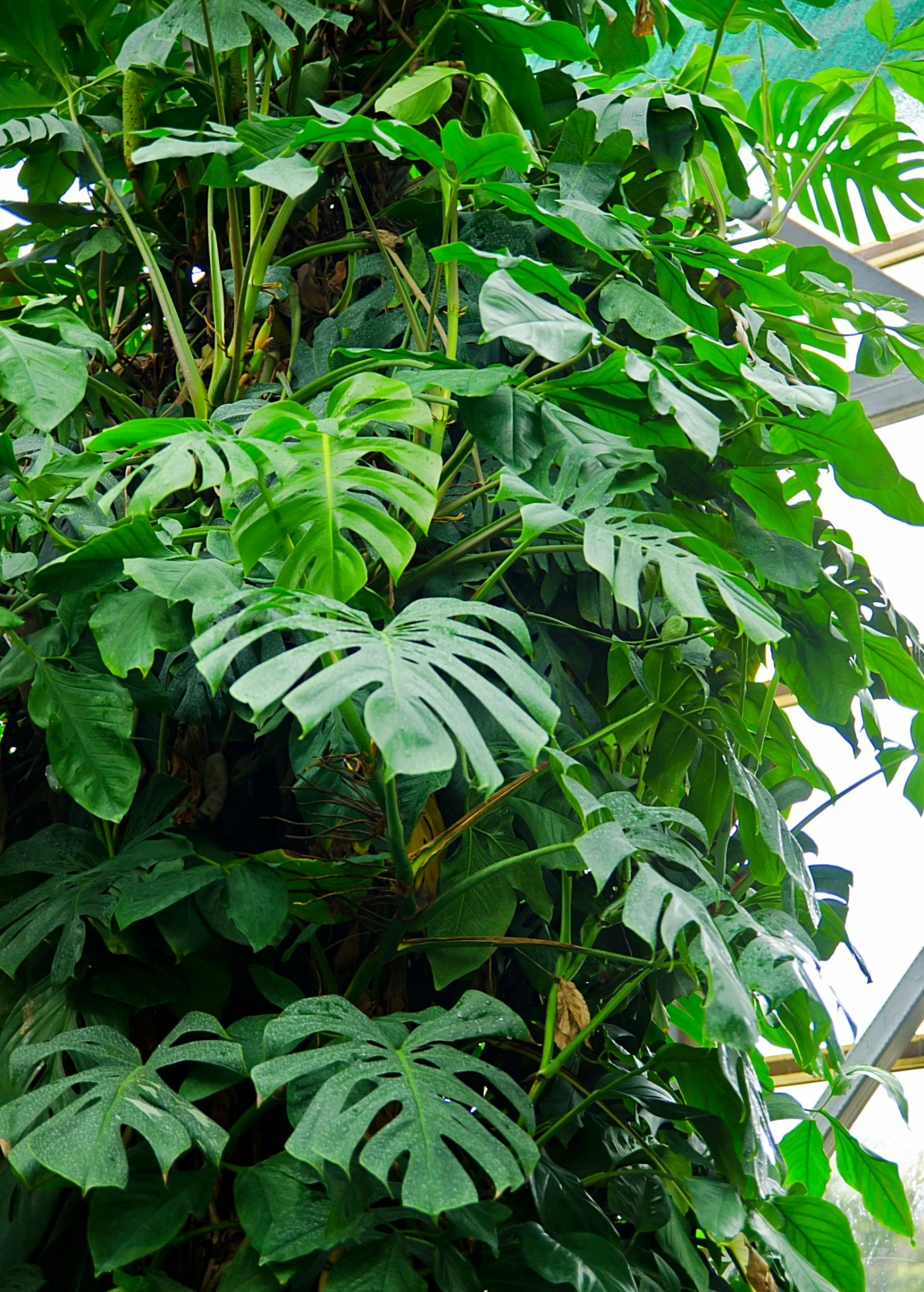 Monstera Deliciosa, Swiss Cheese Plant 6 Monstera Deliciosa, Swiss Cheese Plant - Image 6