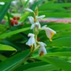 Lesser Galangal (Alpinia Officinarum)