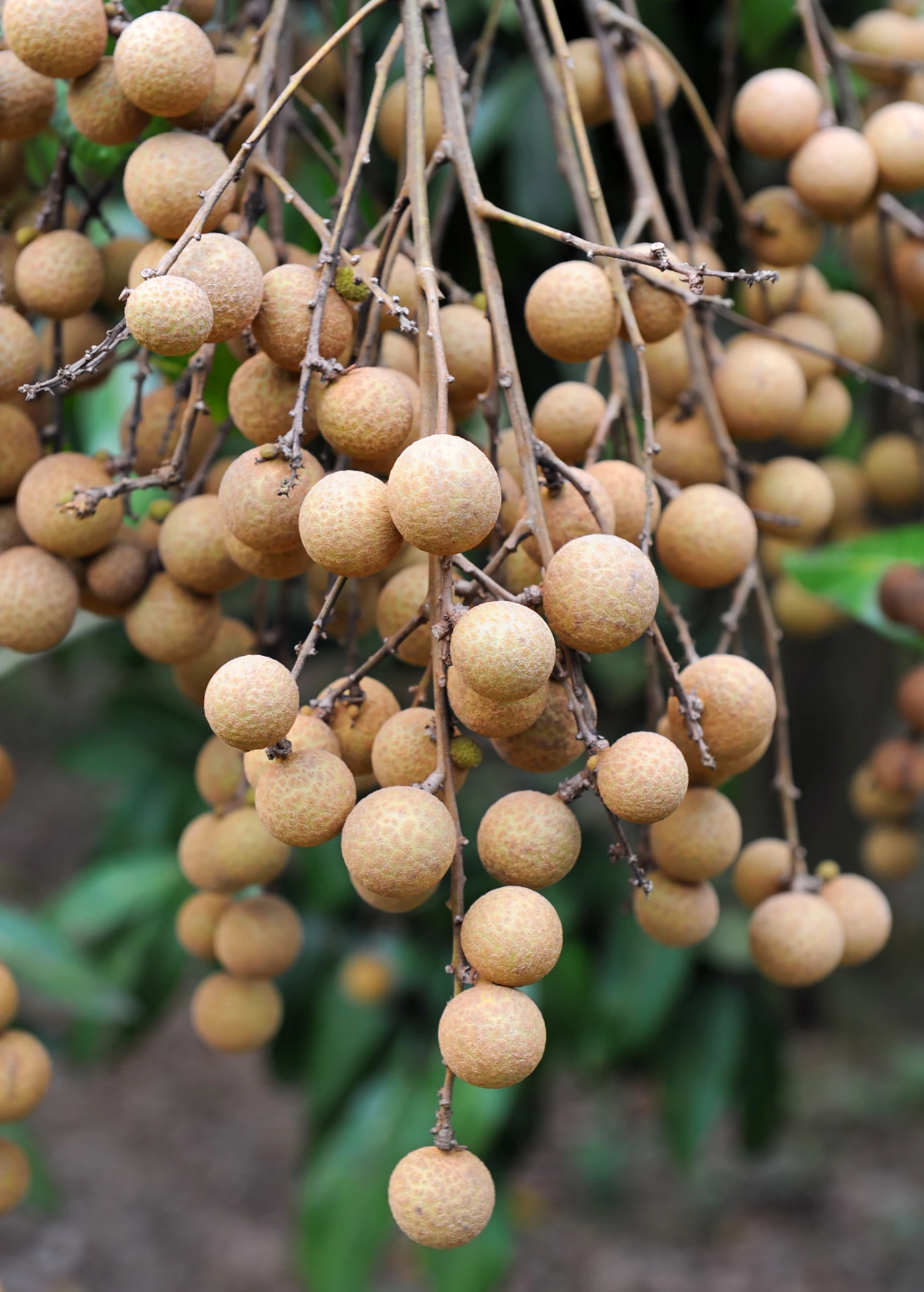 Longan, Pink 'Sri Chompoo' (Dimocarpus Longan) 1 Longan, Pink 'Sri Chompoo' (Dimocarpus Longan)