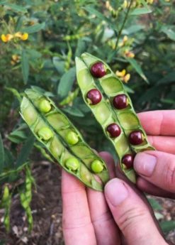 Pigeon Pea, Red (Cajanus Cajan)