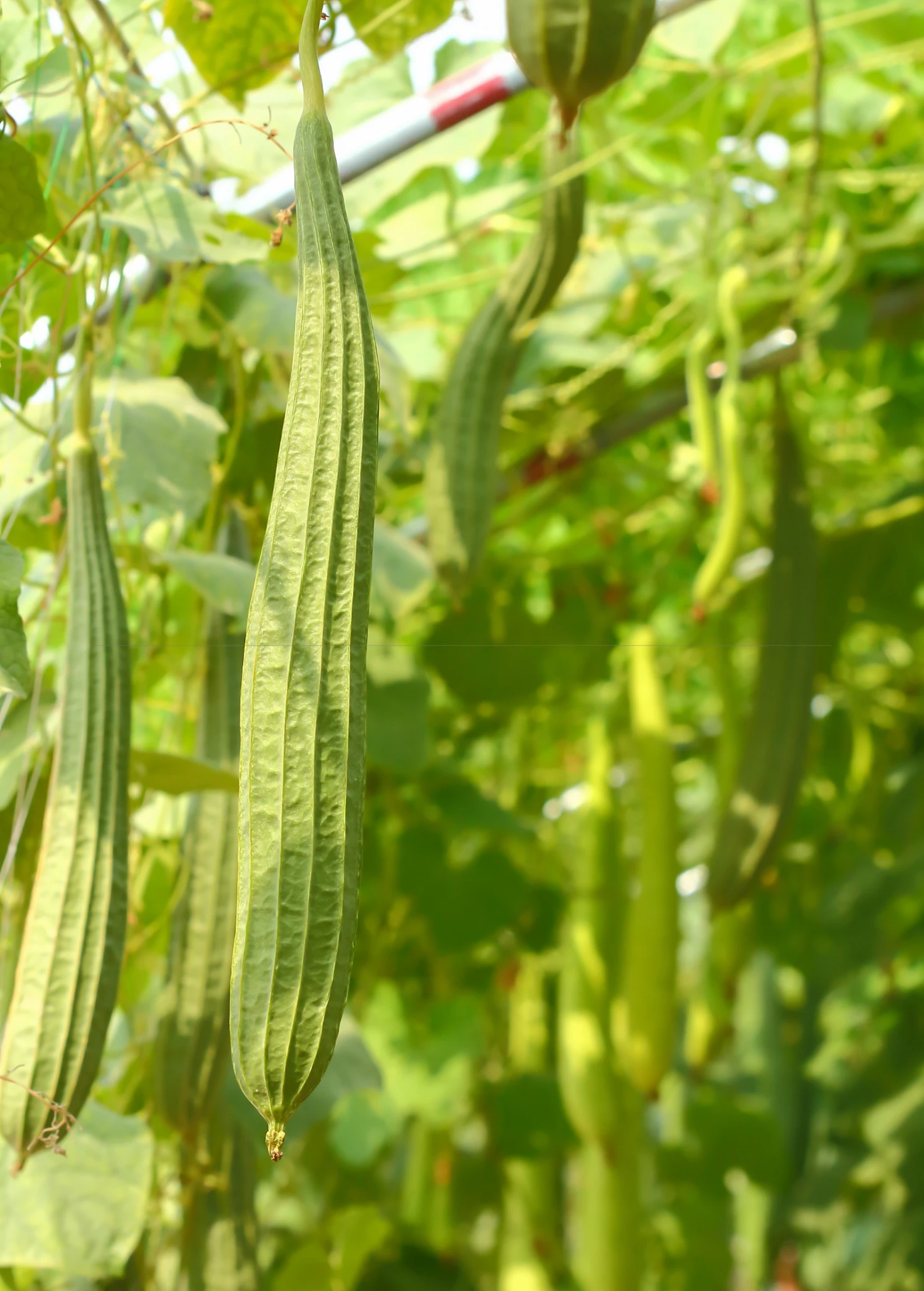 Loofah Gourd (Luffa Aegyptiaca) 2 Loofah Gourd (Luffa Aegyptiaca) - Image 2