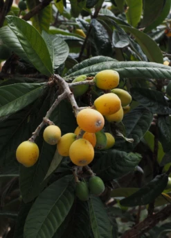 Loquat Seedling (Eriobotrya Japonica) 7 Loquat Seedling (Eriobotrya Japonica) -Garden Supplies Sales 2024 loquat 2 1610px X 2250px 2108dfa3 d8aa 428a 9986 eb20c8080fe3