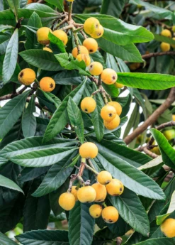 Loquat Seedling (Eriobotrya Japonica) 8 Loquat Seedling (Eriobotrya Japonica) -Garden Supplies Sales 2024 loquat 3 1610px X 2250px 07ddefb4 135b 467a 8f29 212165ddb016