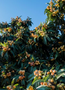 Loquat 'Christmas' (Eriobotrya Japonica) -Garden Supplies Sales 2024 loquat tree
