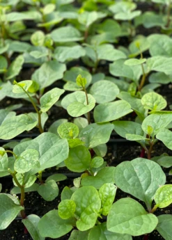 Malabar Spinach (Basella Alba) -Garden Supplies Sales 2024 malabarspinachsowexotic