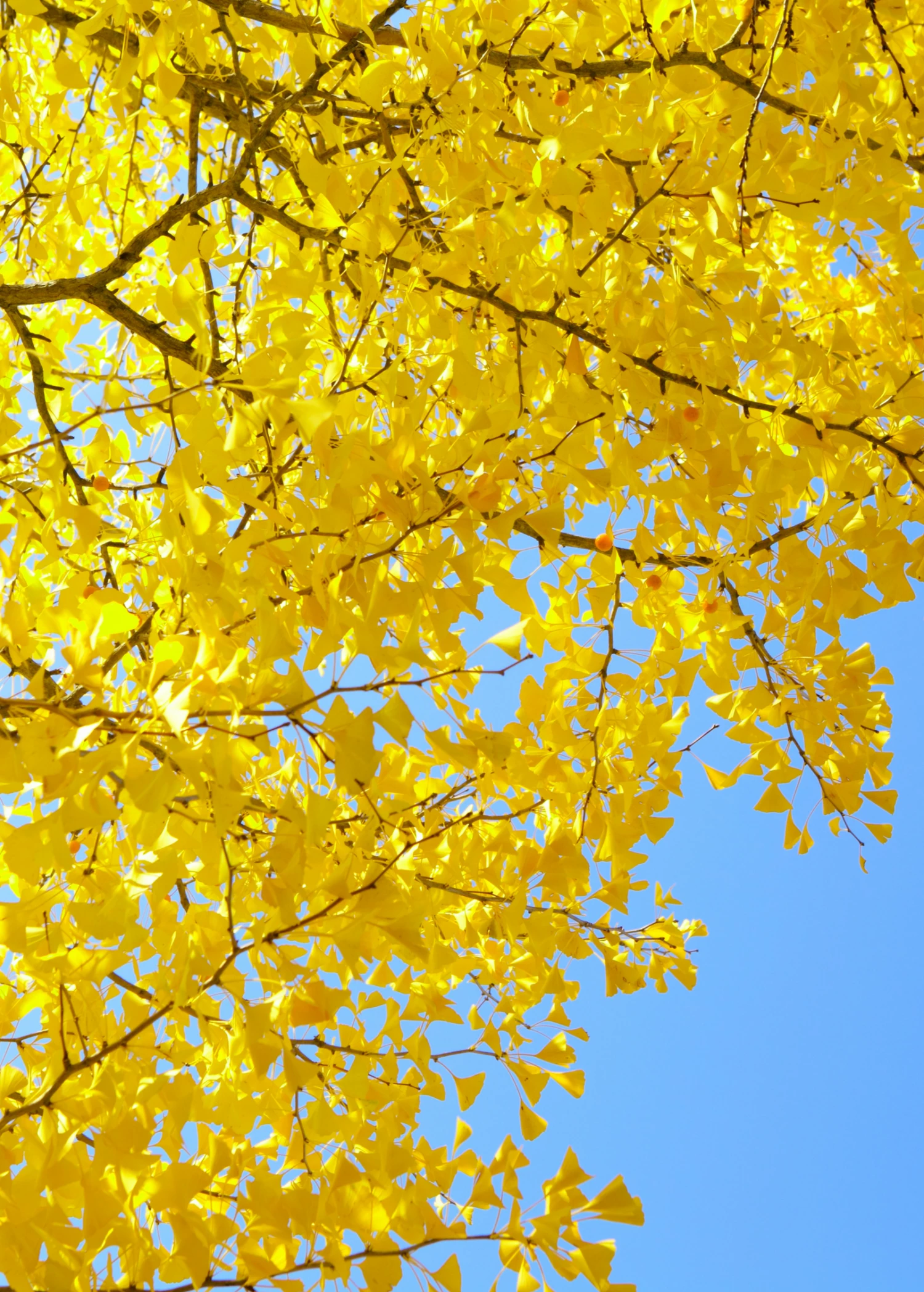 Ginkgo (Ginkgo Biloba) 1 Ginkgo (Ginkgo Biloba)