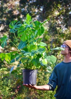 Monstera Deliciosa, Swiss Cheese Plant 14 Monstera Deliciosa, Swiss Cheese Plant -Garden Supplies Sales 2024 monstera deliciosa plant 3 gallon