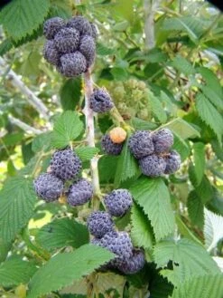 Raspberry 'Mysore' (Rubus Niveus)