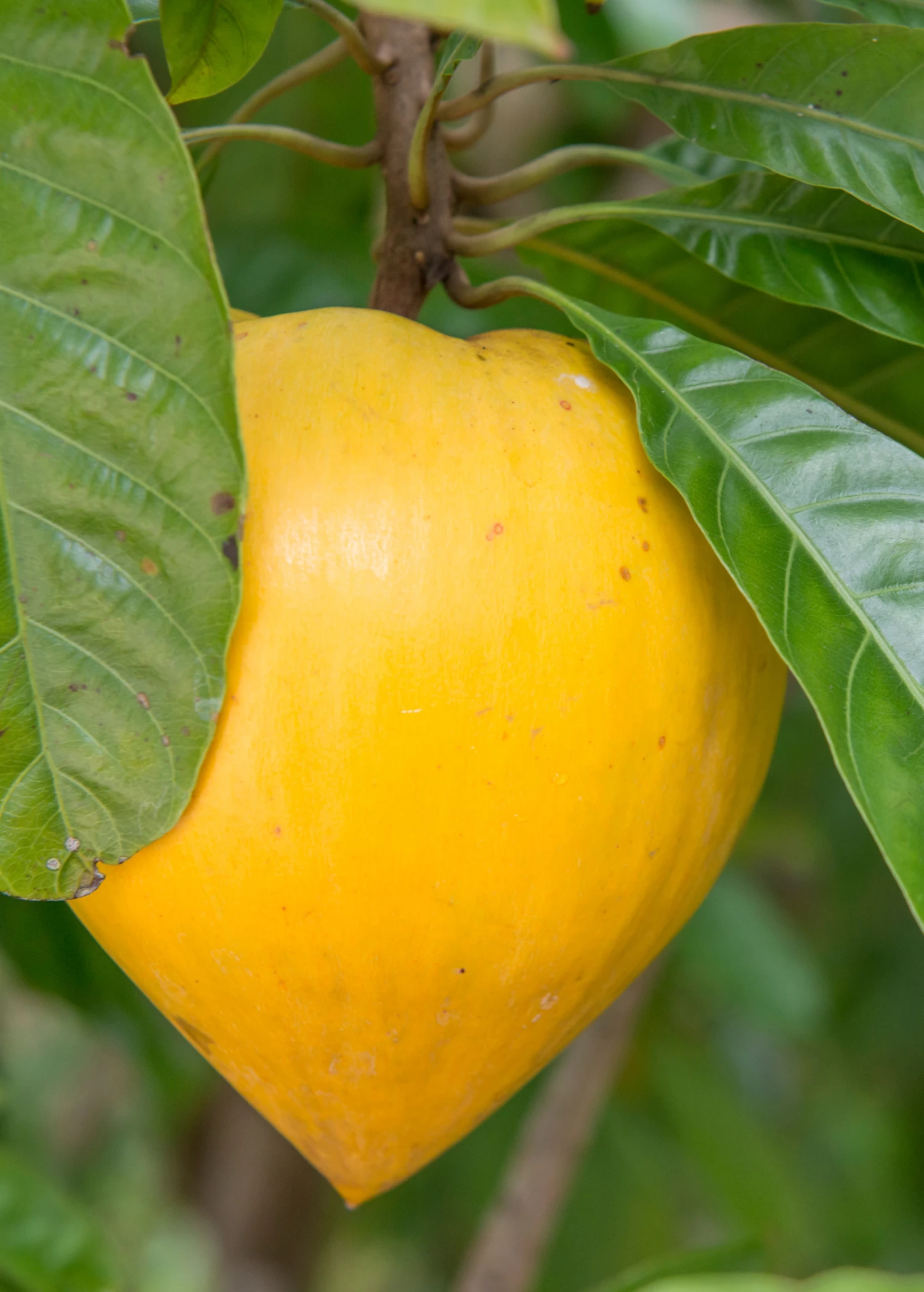 Canistel 'Oro' (Pouteria Campechiana) 2 Canistel 'Oro' (Pouteria Campechiana) - Image 2