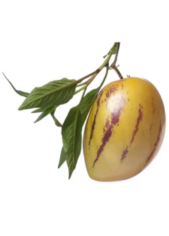 Pepino Dulce (Solanum Muricatum) 9 Pepino Dulce (Solanum Muricatum) -Garden Supplies Sales 2024 pepino dulce on white background