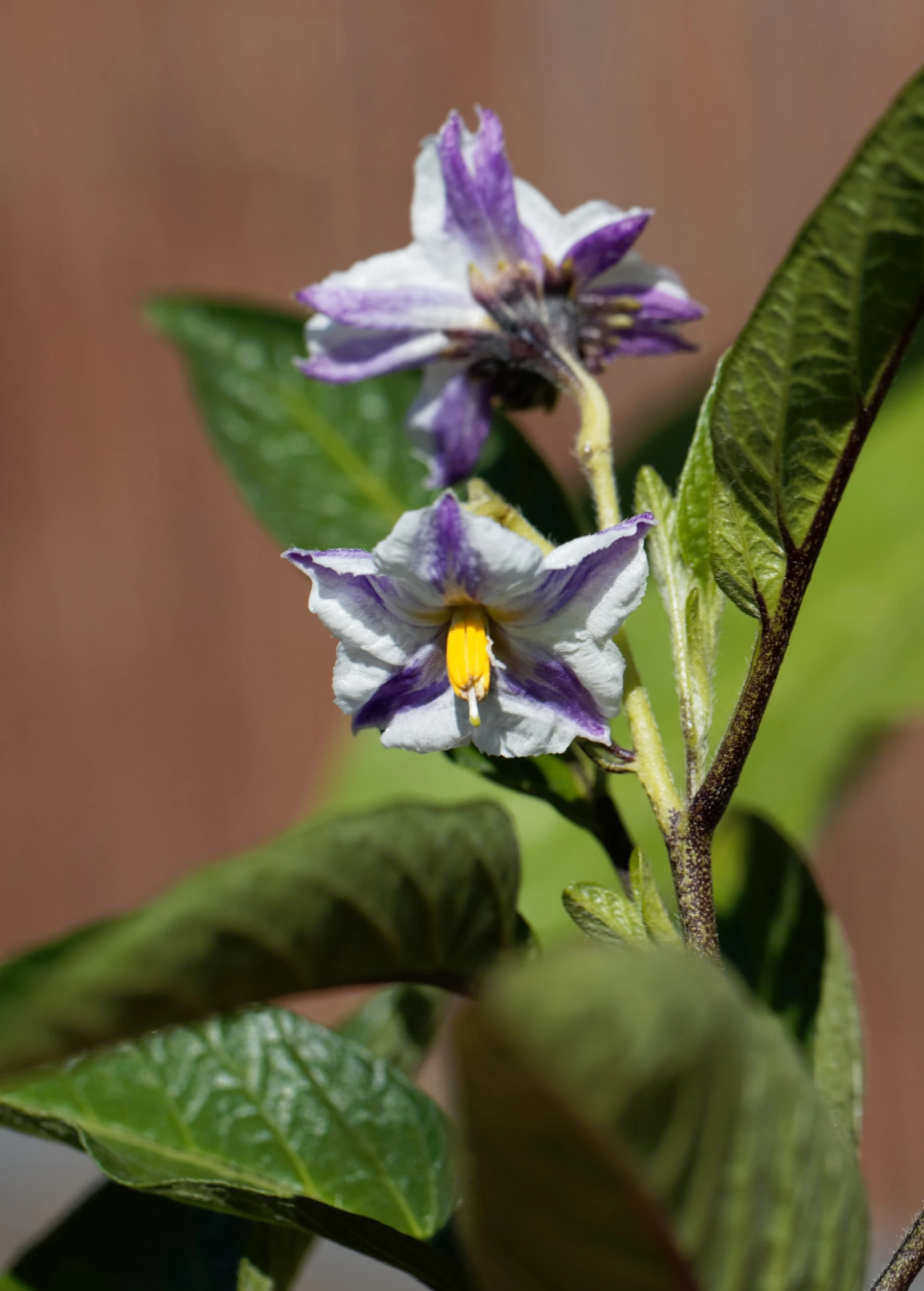 Pepino Dulce (Solanum Muricatum) 3 Pepino Dulce (Solanum Muricatum) - Image 3