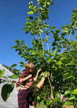 Mulberry 'Shangri La' (Morus Alba X Rubra) -Garden Supplies Sales 2024 picking mulberries