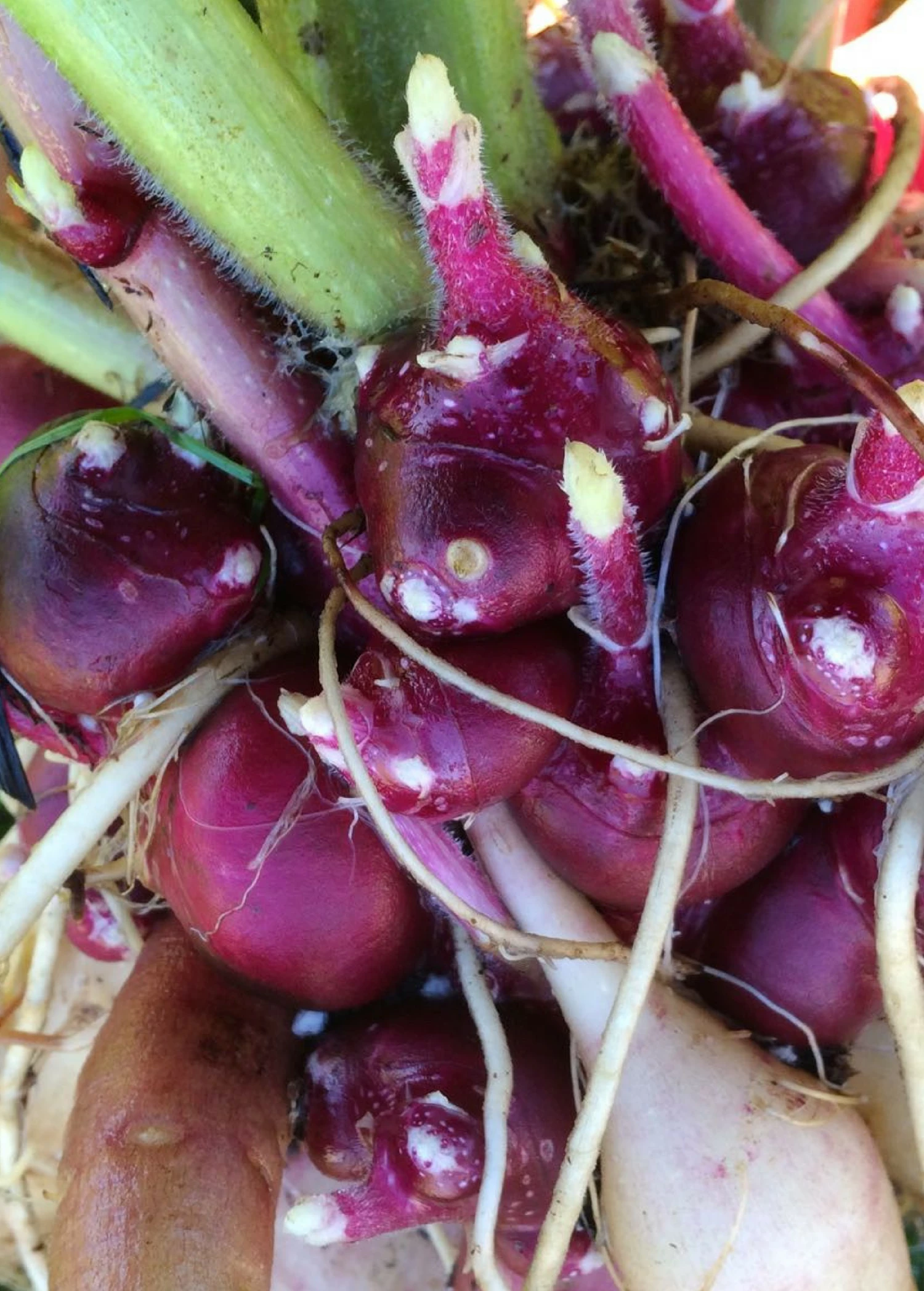 Earth Apple, 'Purple' (Smallanthus Sonchifolius) 1 Earth Apple, 'Purple' (Smallanthus Sonchifolius)