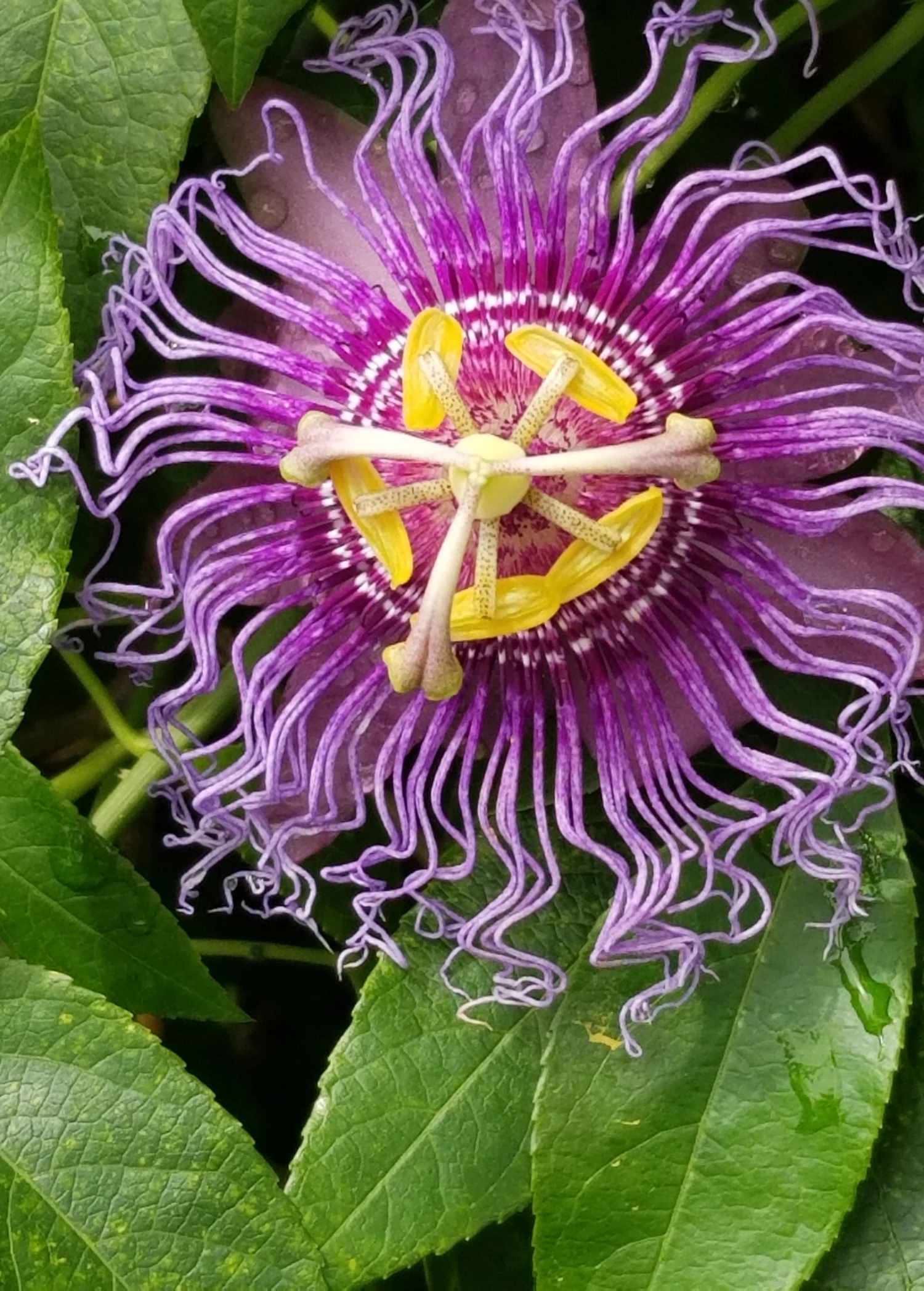 Passion Fruit Vine ‘Purple Possum’ (Passiflora Edulis) 2 Passion Fruit Vine ‘Purple Possum’ (Passiflora Edulis) - Image 2