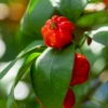 Surinam Cherry Seedling (Eugenia Uniflora)