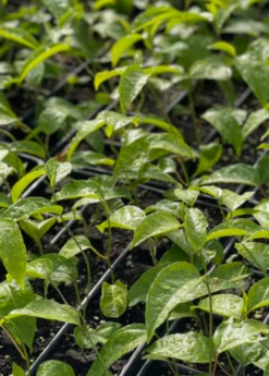 Passion Fruit Vine ‘Purple Possum’ (Passiflora Edulis) 6 Passion Fruit Vine ‘Purple Possum’ (Passiflora Edulis) -Garden Supplies Sales 2024 purplepossompassionfruitsowexoticnursery