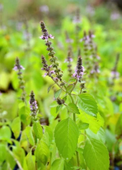 Tulsi 'Rama' (Ocimum Sanctum) 5 Tulsi 'Rama' (Ocimum Sanctum) -Garden Supplies Sales 2024 rama tulsi ocimum sanctum2