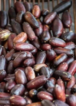 Red Finger Lime (Citrus Australasica) -Garden Supplies Sales 2024 redfingerlimefruittreeliveplantforsalesowexotic 2