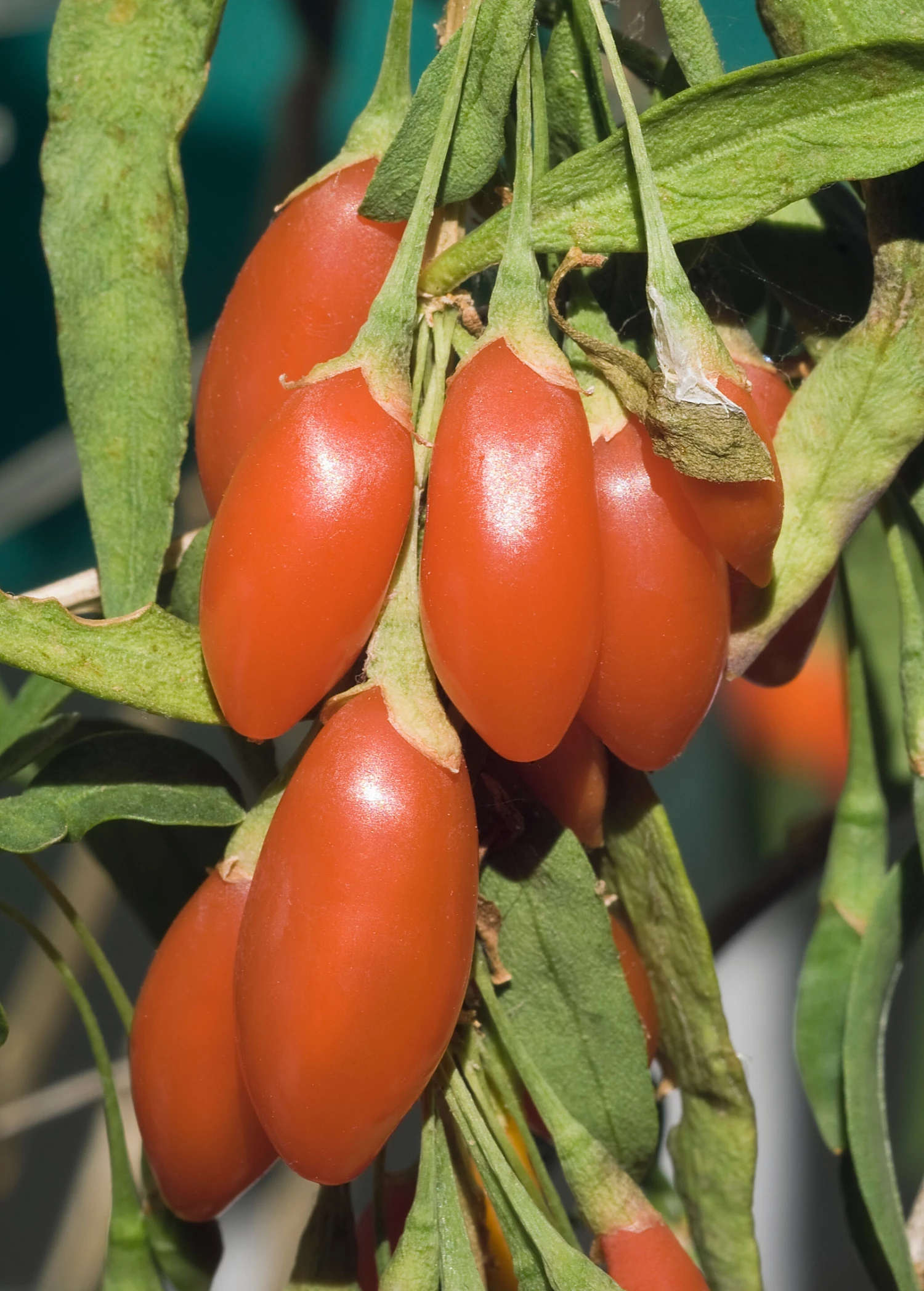 Red Goji Berry (Lycium Barbarum) 2 Red Goji Berry (Lycium Barbarum) - Image 2