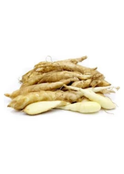 Arrowroot (Maranta Arundinacea) 5 Arrowroot (Maranta Arundinacea) -Garden Supplies Sales 2024 regulararrowrootMarantaarundinacea