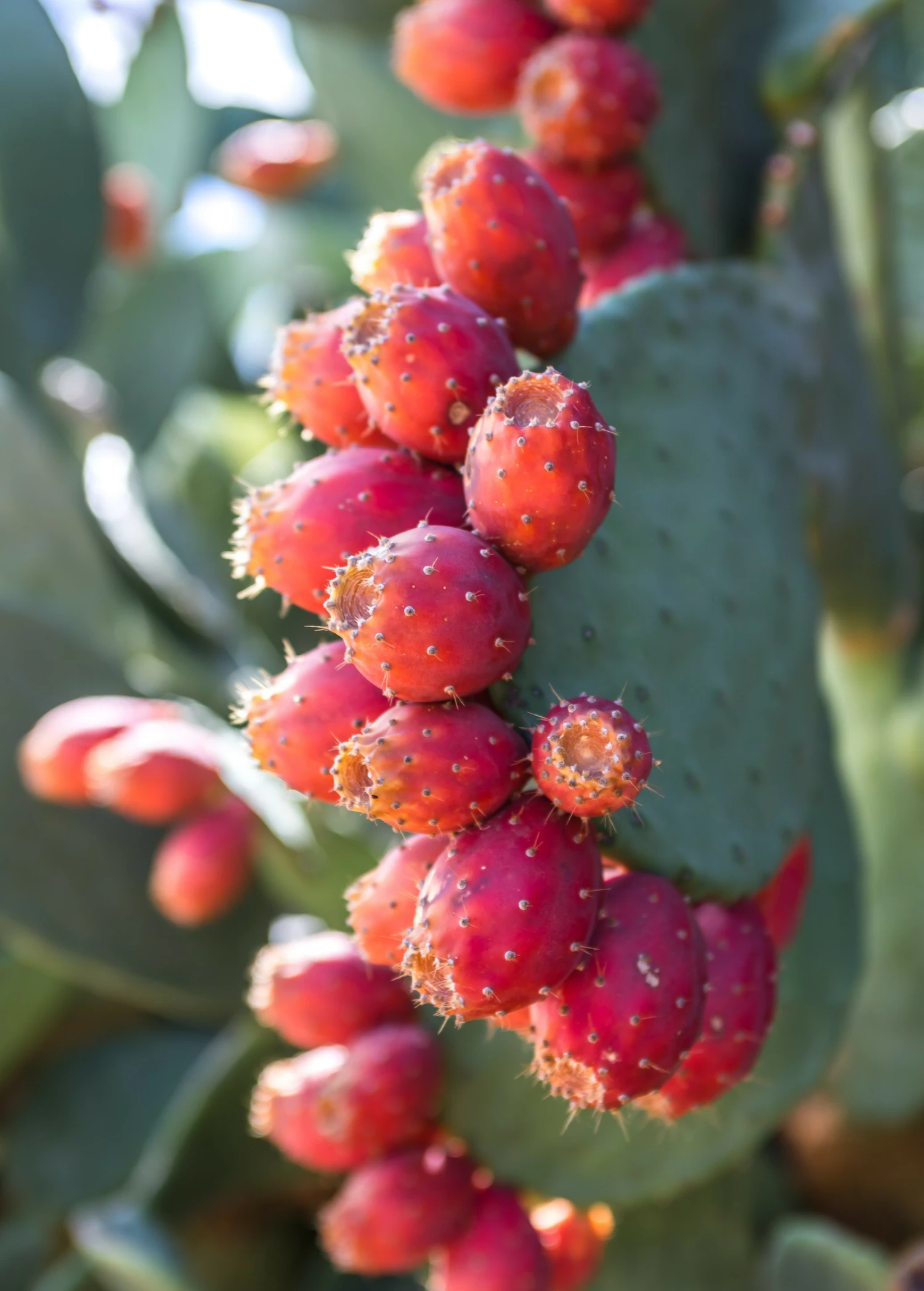 Prickly Pear (Opuntia Ficus-indica) 2 Prickly Pear (Opuntia Ficus-indica) - Image 2