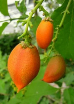 Peanut Butter Fruit (Bunchosia Argentea) -Garden Supplies Sales 2024 ripe peanut butter fruit 1