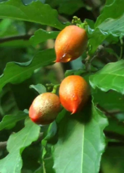 Peanut Butter Fruit (Bunchosia Argentea) -Garden Supplies Sales 2024 ripe peanut butter fruit 2