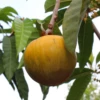 Ross Sapote (Pouteria)