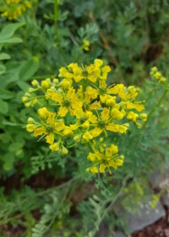 Rue (Ruta Graveolens) -Garden Supplies Sales 2024 rueliveplantforsalesowexoticPrunellavulgaris 2