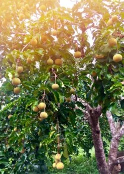 Santol (Sandoricum Koetjape) 7 Santol (Sandoricum Koetjape) -Garden Supplies Sales 2024 santol fruit tree sow exotic