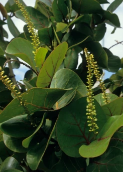 Sea Grape (Coccoloba Uvifera) 9 Sea Grape (Coccoloba Uvifera) -Garden Supplies Sales 2024 seagrapeCoccolobauviferaplantforsalesowexotic