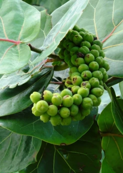 Sea Grape (Coccoloba Uvifera) 10 Sea Grape (Coccoloba Uvifera) -Garden Supplies Sales 2024 seagrapeCoccolobauviferaplantforsalesowexotic 1